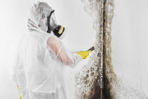Best Mold Removal and Inspection  in Brooklyn Heights, OH