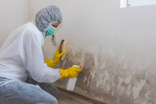 Attic Mold Removal