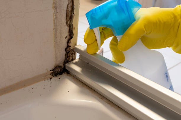 Best Black Mold Removal  in Brooklyn Heights, OH