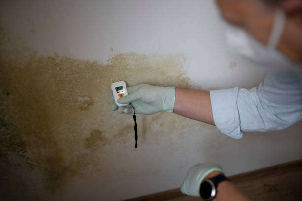 Mold Testing and Removal in Brooklyn Heights, OH