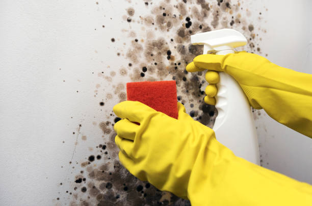 Best Mold Removal Company Near Me  in Brooklyn Heights, OH