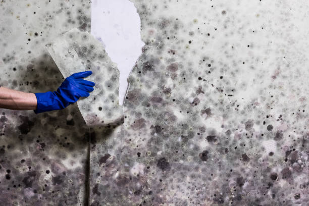 Best Attic Mold Removal  in Brooklyn Heights, OH